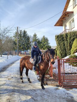 Huculská klisna, hucul, Tobiano, pony, malý kůň - 12