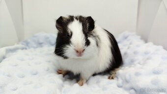 Morče, Morčata, Morčátko, Morčátka - BETTY - 12