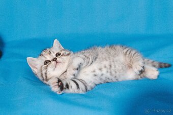 Scottish Fold a Scottish Straight - 12