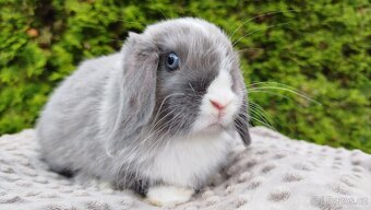 Zakrslý beránek, králíček, králík - HEIDY - 12