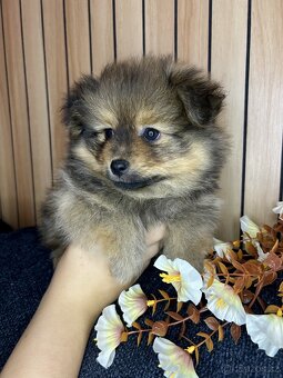 Štěňátka pomeranian bez PP - 12