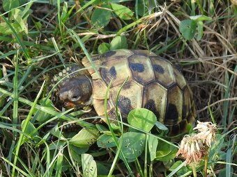 Malé suchozemské želvy - 12