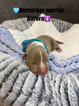 American bully XL/XXL s PP - 12