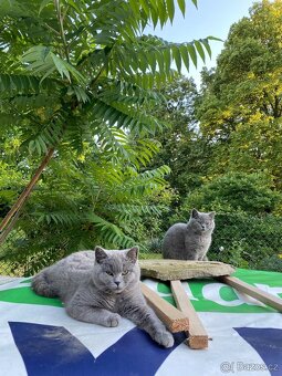 Modrá britská koťátka - 12