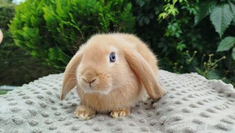 Zakrslý beránek, králíček, králík - RIKI - 12