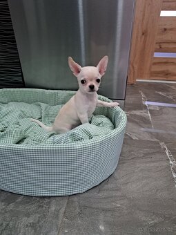 Čivava Mini pejsci - 12