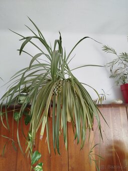 Pokojové rostliny - 12