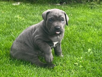 Cane Corso s PP - 12