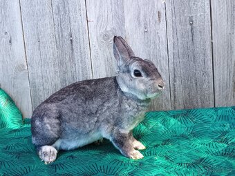 Zakrslý REX činčilový oceněná mláďata - 12