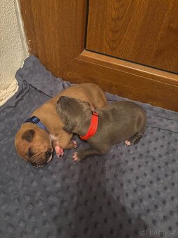 Americký stafordsirsky terier, Stafford, amstaf - 12