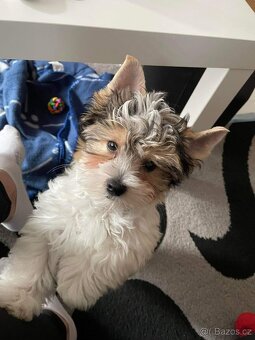 Biewer jorkšírský teriér krytí, připuštění - 12