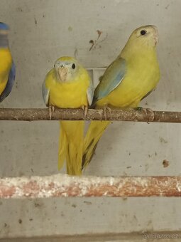 Neoféma tyrkysová - 12