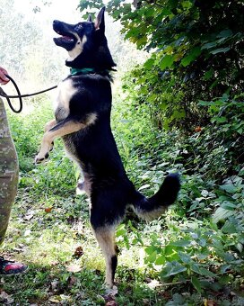 JANOT K ADOPCI - 1 ROK, MILÝ, PŘÁTELSKÝ - 12