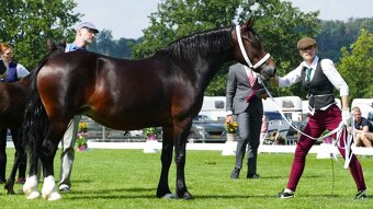 REZERVACE- Welsh Cob klisna 3 roky - 12