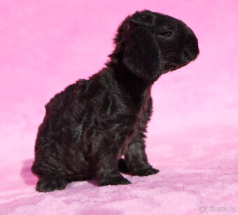 Zakrslí beránci s VP . Samičky . - 12