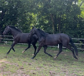 klisny čt  vrané - 12