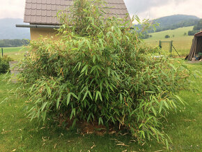 Bambusy -  sazenice + protikořenová folie - 12