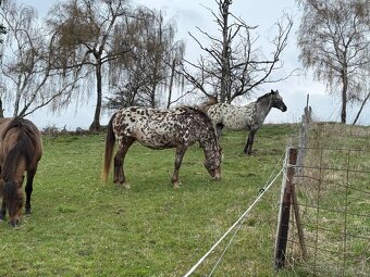 15 letá klisna - 12