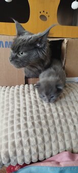 Mainská mývalí bez pp - 12