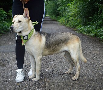 DELISO K ADOPCI - 2 ROKY, HODNÝ, KLIDNÝ,KONTAKTNÍ - 12
