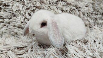 Zakrslý beránek, králíček, králík - MOLLY A MATEO - 12