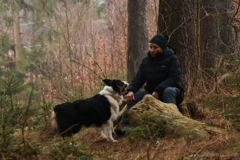 Australský ovčák -štěňátka s PP - 12
