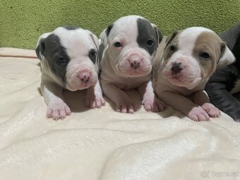 Americký stafordšírsky teriér - 12