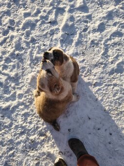 SAO/středoasijský pastevecký pes - 12