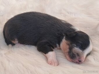 Australský ovčák s PP - štěňátka na prodej - 12