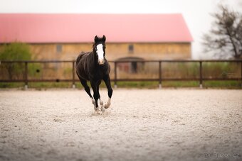 Roční American Quarter Horse black klisna, vnučka Gunnera - 12