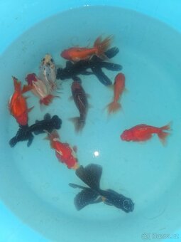 ❗️ZÁVOJNATKA ČÍNSKÁ 3-13CM❗️ - 12