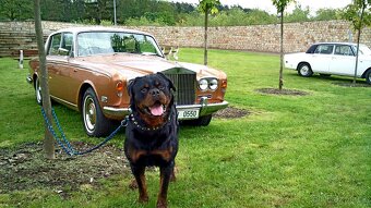 Rottweiler, rotvajler, RTW s PP - 12
