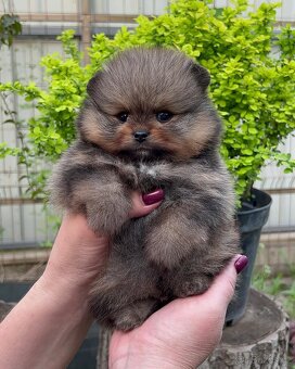 Pomeranian mini - 12