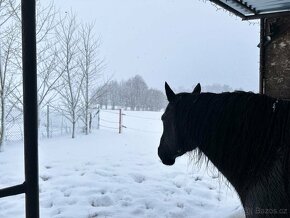 Trekové pastevní ustájení exit34 D1 - 12