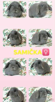 Volná samička - Anglický Zakrslý Beránek MiniLop🍑🧡🤍 - 12