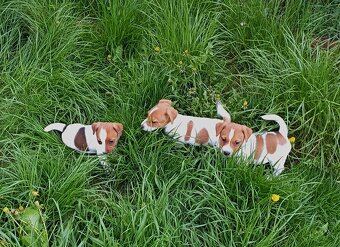 Jack russell terier  štěňátko k odběru ihned - 12