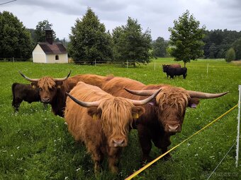 Kuřata kuřecí maso brojler - 12