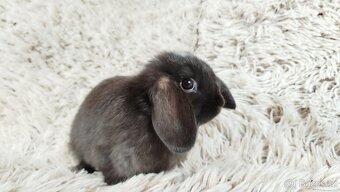 Zakrslý beránek, králíček, králík - ELLA - 12