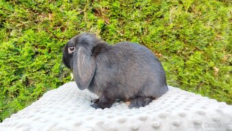 Zakrslý beránek, králíček, králík - PEGGY - 12
