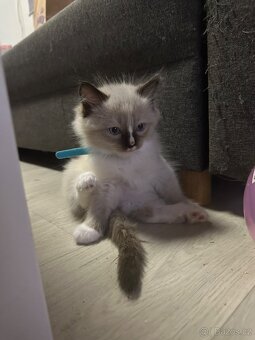 Koťátka Ragdoll - 12
