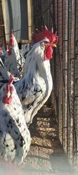 Prodám násadove vejce - 12