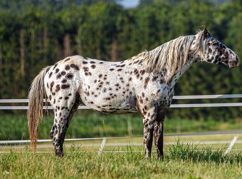 Appaloosa roční klisna - HOMOZYGOT na černou a LP - 12