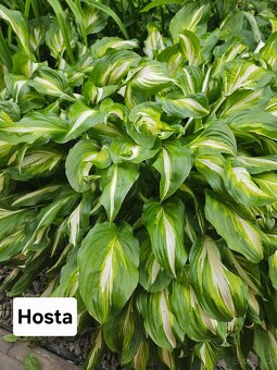 Přebytky ze zahrady - 12