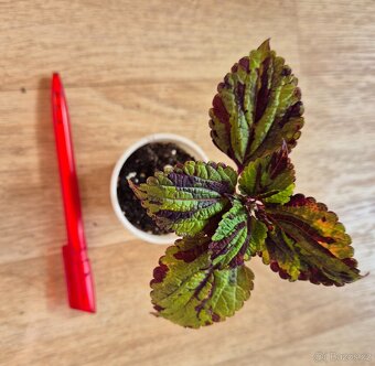 AFRICKÉ OKRASNÉ KOPŘIVY COLEUS - rostlinky - 12