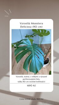 ⭐️ VÝPRODEJ 26 POKOJOVEK (Monstery, Dracény, Fíkusy, ......) - 12