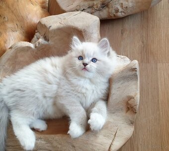 Ragdoll kocourek s PP,  blue lynx mitted. - 12