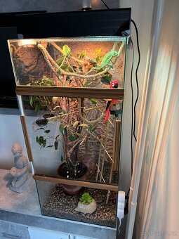 Chameleon jemenský - 12