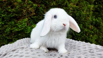 Zakrslý beránek, králíček, králík - TYMIÁN - 12
