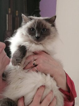 Ragdoll - 12