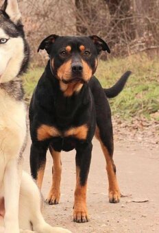 Dobrák Mayo hledá domov - 12